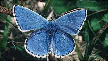 Adonis butterfly c/o Natural England and Peter Wakely