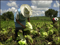 Agricultor trabalha em área cultivada