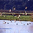 Pink Footed Geese in flight