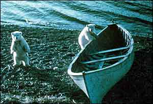 Lední medvědi jsou mezi arktickou faunou nejvíce postiženým druhem