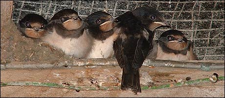 Some of Joan and John James' swallows