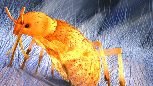 Ilustração de Wang Wang / Universidade do Estado de Oregon