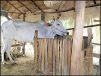 ژمی او څاروي