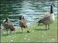 Geese