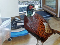 A pheasant that walked into Christine Elvin's home