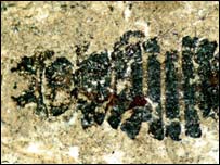 O fóssil alemão é quase idêntico a piolhos aviários modernos