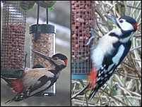 Woody (left) & normal pecker (pic: Keith Matthews)