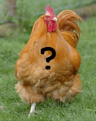 Not a Rhode Island Red