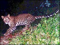 नरभक्षी तेंदुआ