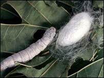 د ورېښموچينجی