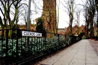One Flew Over Cuckoo's Lane