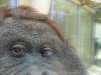 Foto tirada pela orangotango Nonja postada no Facebook (cortesia Zoo de Viena)