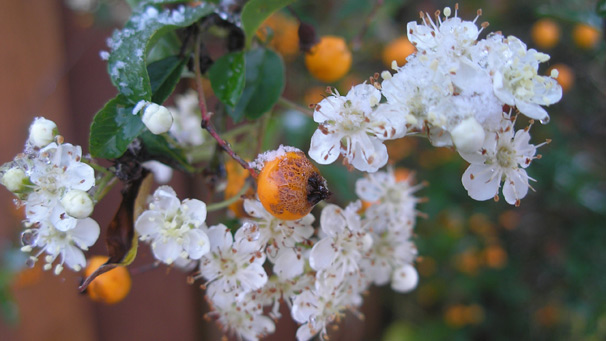 berries, flowers and snow on a branch