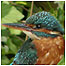 Waterways (Image: Kingfisher)