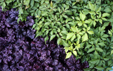 Untitled, KR64x64/002