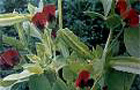 Asparagus pea (Picture courtesy of Nicky's Nursery Ltd)