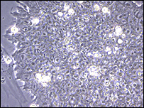 Células-tronco embrionárias de ratos
