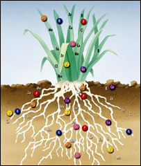 بوټی او سره