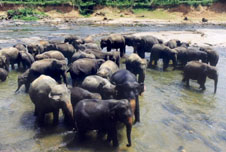  A group of Indian elephants drinking from river, Sri Lanka