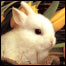 خرگوشک سفيد