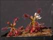 Drosera amazonica (foto: Andreas Fleischmann)