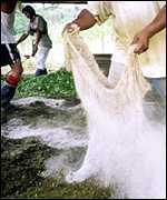 Kokainový prášek, který se vyrábí v mnoha továrnách z listů koky