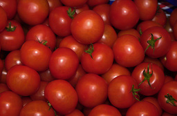 Tomatoes