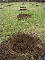 Mole hills? No, just the holes waiting for the new trees!