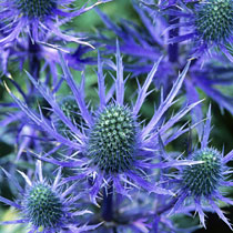 Eryngium oliverianum