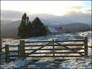 Cairngorm vista c/o RSPB and Stewart Taylor