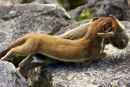 The stoat makes it's kill. Image by Jeff Cohen.