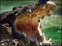 Crocodilo de água salgada