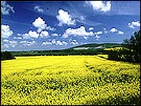 Countryside scene on a sunny day