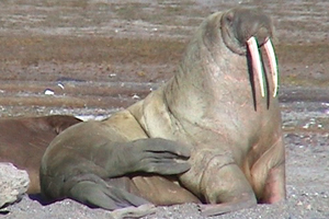 Birdwatcher Stephen's been to the Arctic to see where the avian visitors to Suffolk spend their summers. 