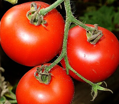 Tomatoes - Ailsa Craig