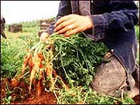 Brasil teria que ceder no setor industrial para ganhar na agricultura