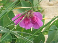 Sea pea on the dunes at Southwold