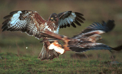Buzzards. Photo Declan Duffy.