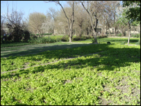 کشت سبزيجات