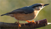 A nuthatch by Happy Snapper 63