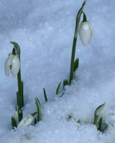 Snowdrops (courtesy of Bridget Innes)