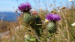 Thistle, near Aviemore (courtesy of Calum Ross)
