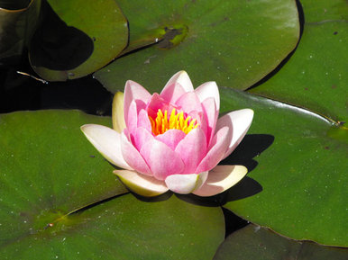 Water lily