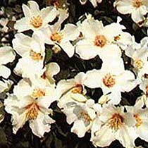 Philadelphus 'Belle Etoile'