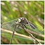 White faced Darter