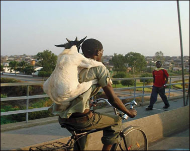 A man carrying a goat on his back on his bicycle