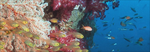 Fish and coral