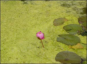 عکس از فرهاد مقامی اصل