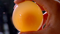 A shell-less egg showing the yolk through the membrane.