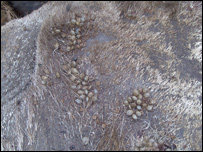 دڅارويوشينی